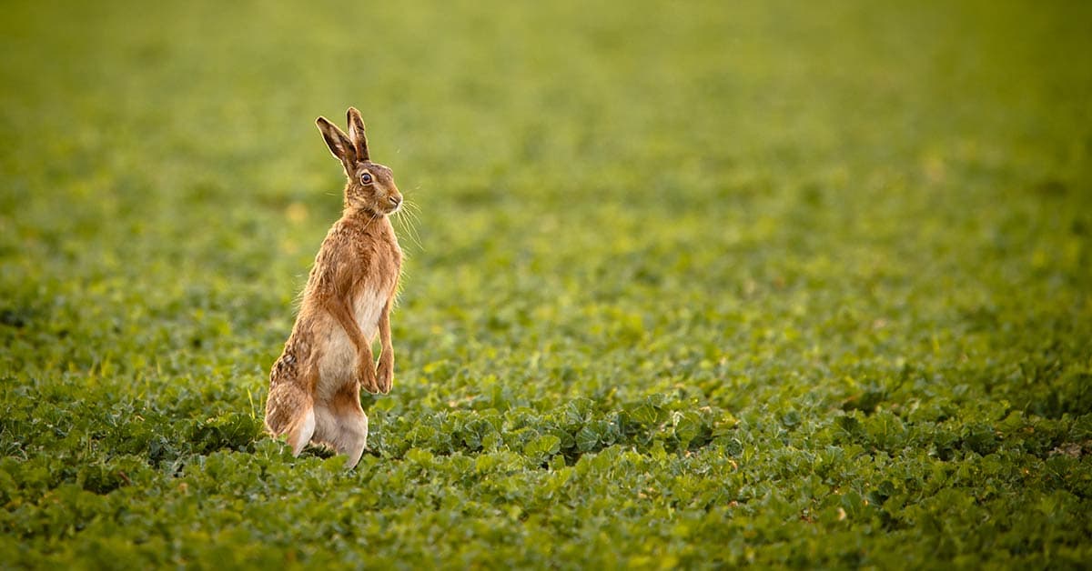 Ackerland, Wiese und Wald verkaufen: Worauf es im Osnabrücker Land ankommt
