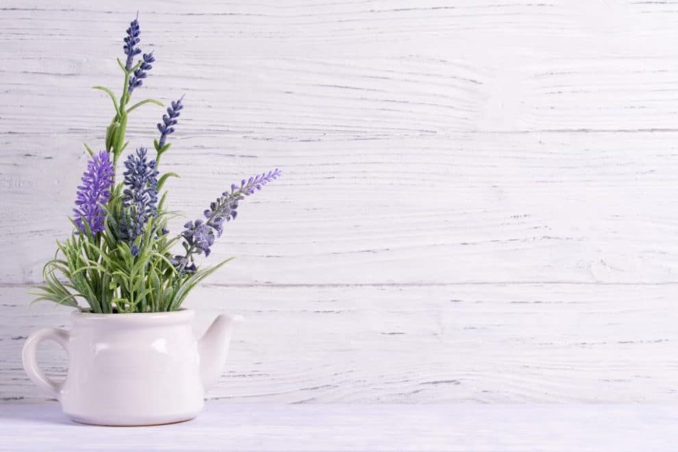So halten Sie Insekten aus der Wohnung fern